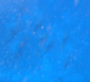 Wir schnorchelten über den Delphinen