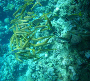 Neugierige Riffbewohner beim Schnorcheln