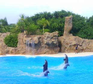 Ausflüge. Loro Park