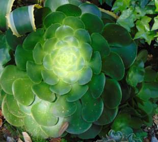 Restaurant Casa Santa Clara