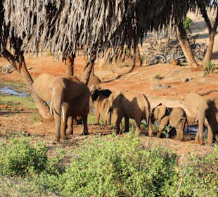 Tsavo Ost