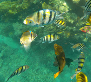 Schnorcheln Sharm el Sheikh