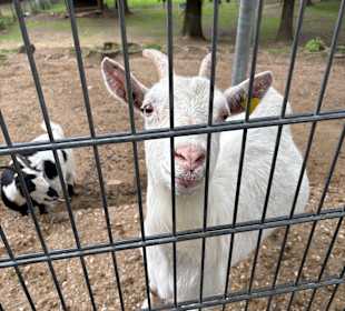 Alsdorf Zoo