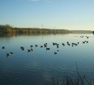 Wildgänse auf der Isar