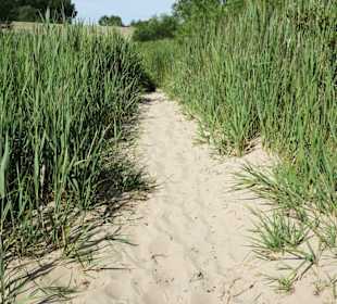 Eindrücke vom Strand der Insel Krautsand