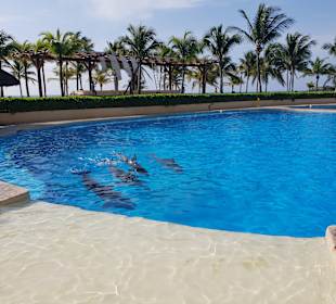 Delfinarium Puerto Aventuras