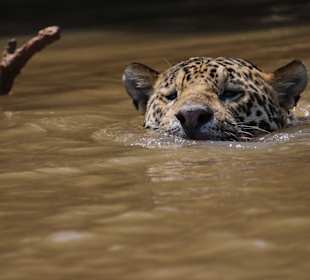 Nationalpark Pantanal