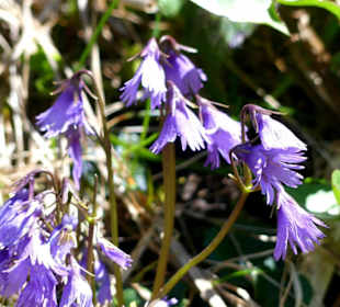 Frühling in den Bergen