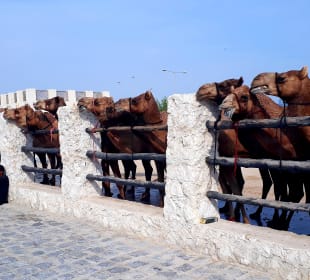 Kamelmarkt Doha