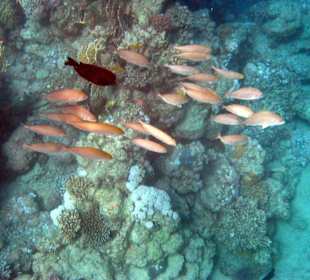 Fischschwarm am Riff