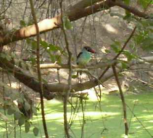 Kachikally Krokodil Park