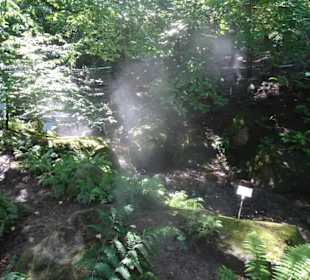 Im Farngarten von Schloss Trauttmansdorff