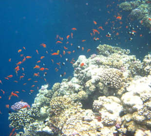 Juwelen-Fahnenbarsche und Trauermantel-Chromis