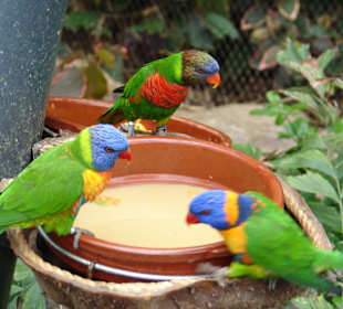 Papageien zum Greifen nah