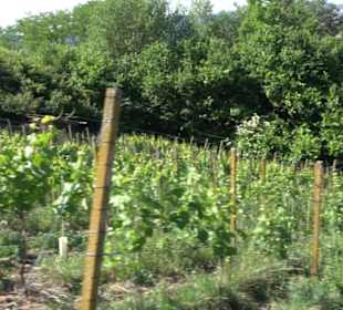 Früchtetrauf - Wurmlinger Kapellenwegle