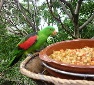 Loro- Parque/ Katandra Treetops