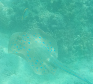 Schnorcheln Hurghada