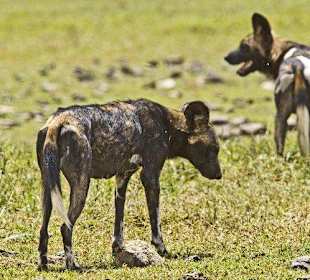 Afrikanische Wildhunde