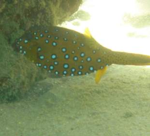 Gelbbrauner Kofferfisch