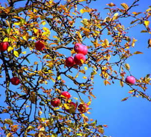 Die letzten Früchte