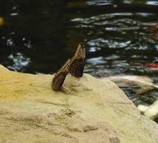 Schmetterlingspark von Benalmádena Mariposario 