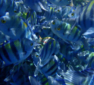 Pod wodą też bywa tłok!