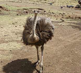 Casela Bird Park