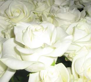 Bellissime rose bianche