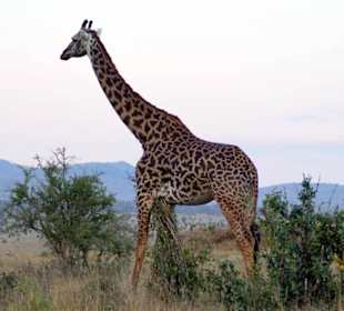 Auch Giraffen müssen sich schubbern !