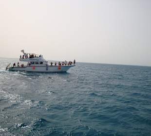 Eine Delfin-Familie auf der Rückfahrt von Mahmya