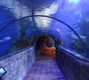 Tunnel im Aquarium
