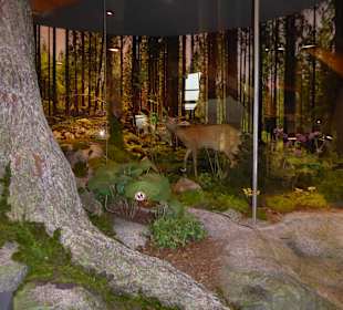 Haus der Natur - Bild 5