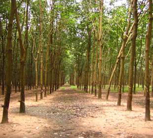 Eine Kautschukplantage