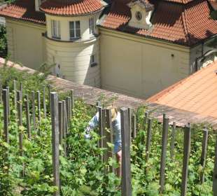 Виноградники у виллы Рихтера