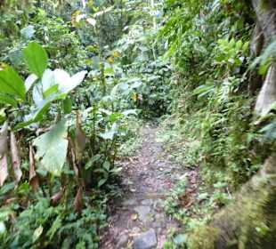 Wanderung durch den Nebelwald/Regenwald