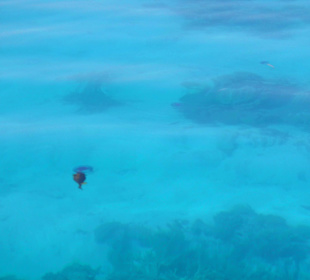 Kugelfisch knabbert an einer Qualle