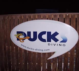 Tauch bei den Duck Divers
