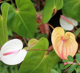 Anathurienplantage