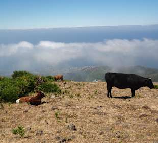 Am Südrand der Hochebene, Levada da Bica da Cana