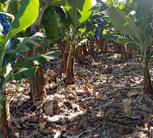 Botanischer Garten Puerto de la Cruz
