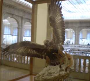 Zoologisches Forschungsmuseum Alexander Koenig