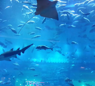 Аквариум дубай молл