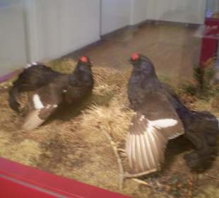 Zoologisches Forschungsmuseum Alexander Koenig