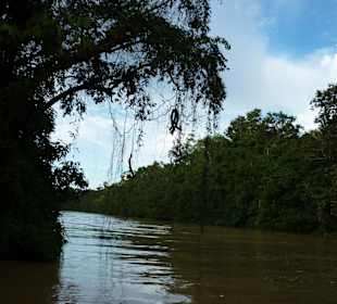 Bootsfahrt auf dem Kinabatangan