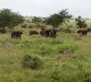 Sarova Salt Lick Game Lodge