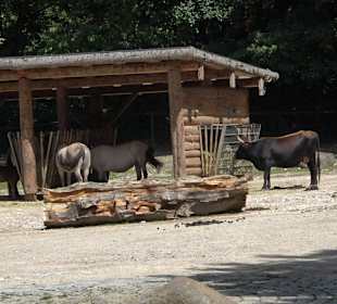 Tierpark Hellabrunn