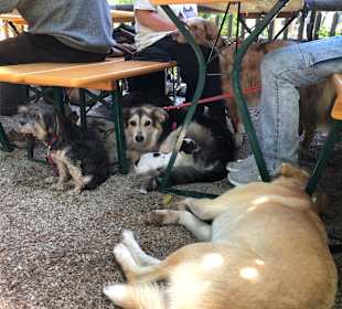 Hunde willkommen!