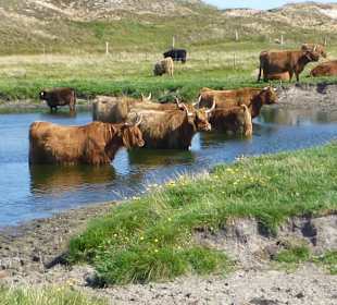 Langeoog - nicht Afrika!