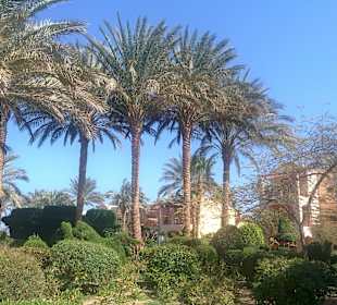 Madinat Garten