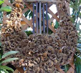 Keschtnfestl in Völlan